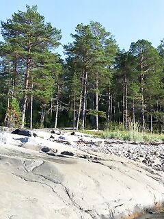 Стоянка с каркасом бани: где именно стояли, есть фото из леска