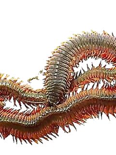 «Змейка» — нереис: массовый ход, чайки, треска и минус по клёву