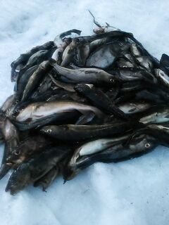 Тресочка у Оленчика: отвалы, первые числа мая 2017, качество фото так себе