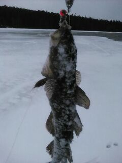 Зима держит: на пару часов вышел за треской