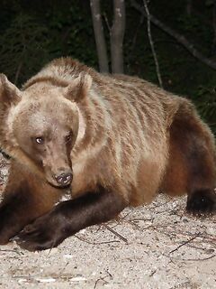 Про встречу с медведями: фальшфейер, аэрозоль и истории с Камчатки