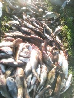 Сидоровские острова сегодня: короткое включение по выходу