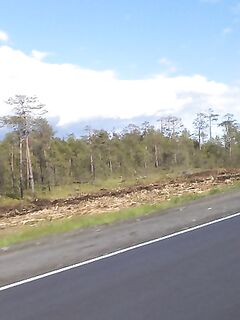 Обочины и «мясорубка»: как экскаватор валит кусты и щепу льёт