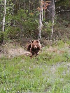 Белое море, Карелия: медведей видели трижды, у дороги снимали из окна