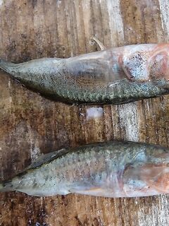 Большой Медведок, +30 и белуха: первый раз на Белом море, уловы и дороги