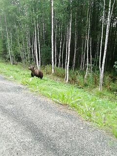 Белое море и мишки-попрошайки: подходит к окну и идёт дальше