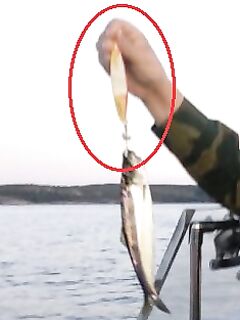 Снасть из обсуждения: похоже на кальмаровую или нет, коллеги?