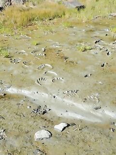 Медведь в 100 м ломал рябину — ракетницы помогли