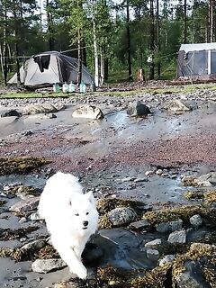 Пежостров 10–20 июля: стоянка топ, гадюка в избе и рыба у луд