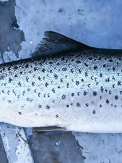 Пустая строка настроения — ветер сменится и мы снова пойдём