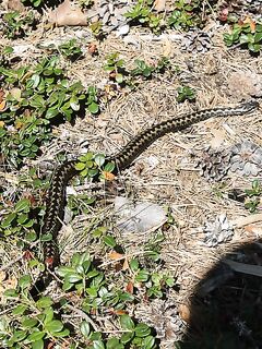 Эти красавицы — здешние обитатели, встречаются часто