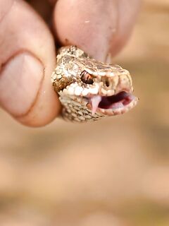 Много воды — много змей: селигерский флэшбек и клюёт отмено