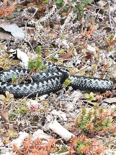 Встреча с гадюкой на Сидорове, без паники — унесли в лес