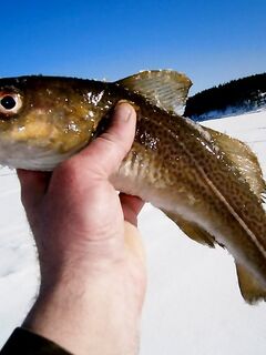 Свежая вкуснятина на столе — короткая пауза в палаточном быту
