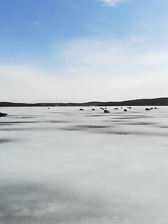 Дроны, тюлени и сельдь в Чупинской губе — кадры без реакции