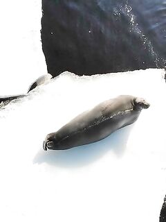 Толстяк попался — улыбка на фото и жарёха к ужину