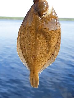 Камбала любит песок — ищем отмели, Кереть в море порадовала