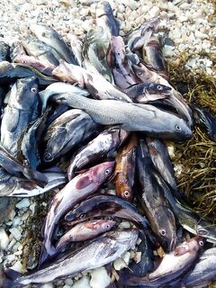 Белое море у Пежа: короткий выход на воду и солёный ветер