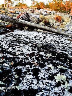 Итог без деталей: тема активна, но фактуры по уловам нет — ждём дополняшки