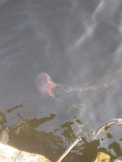 Неделя на Белом море: камбала, одна «киллошная трещина», погода прыгала