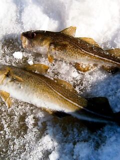 У дачи, причал, 12 м: креветка + самопальная блесна с одинарником — свежак