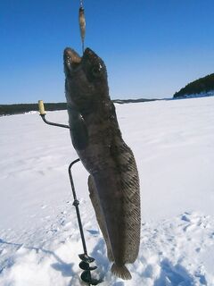 Весенний зубарь: тот же район, короткий заход и фото трофея