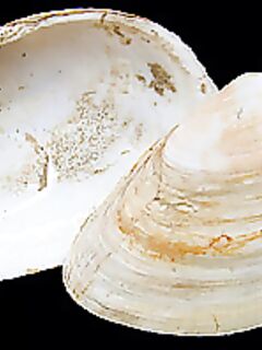 На фото мидии, вкусные — а копают другие ракушки для рыбалки