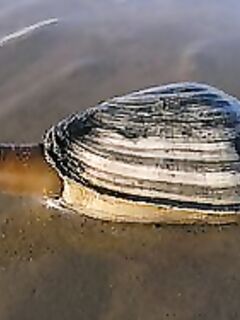 Ракушка Мия: стоит вверх сифоном — снимаем плёнку, зубатка жрёт