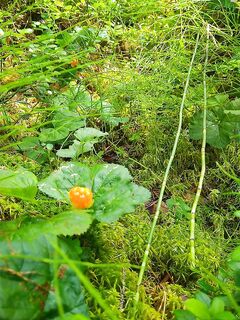 Морошка: как готовят местные, что по мочению и хранению?