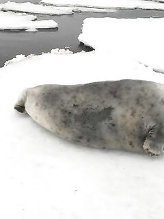 Симпатяги — лёгкий отклик на фото, настроение держится