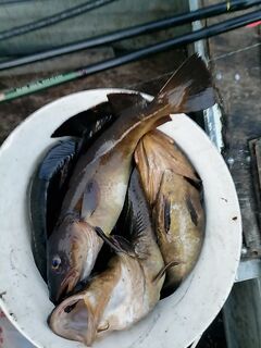 Ветка 232 страницы, 3480 постов — почти обо всём; треска поклёвывает, размер на фото