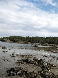 Пескожил — лучшее на отливе: бугорок из песчаных колбасок, режем на три части