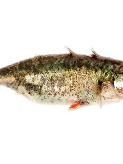 Если это та приманка, то да — в Белом отличий немного, треска жрёт всё подряд