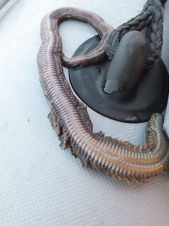 Выполз нереиса в июне 2014 — рыба капризила, но немного взяли