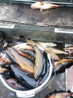 Вот и она — фиксация подхода рыбы без лишних слов