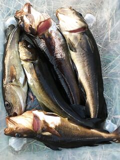 Последний день рыбалки — короткий выход на знакомые пятна и фото на память