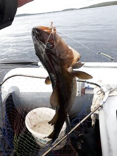 Мидии в пиве, палатка на берегу, +12 и дождит — мотор якорь зашёл, треска и зубатка на ужин