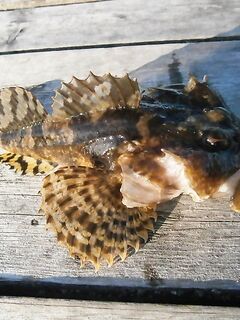 Красавец! Коротко по делу — без воды и лишних слов