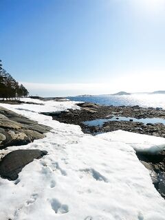 Сезон открыт: пресняка много, треска мелкая, тюленей тьма — селёдка рядом