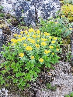 Пежостров: рыба мелкая, креветка и кальмар решают; приключения с вёслами и винтом