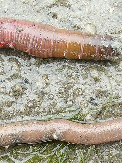 Пескожил и нереис — в Красной книге: фото для ознакомления без призывов