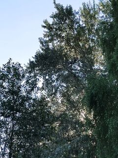 Тополя как ориентир точки — отметка по береговой линии для привязки