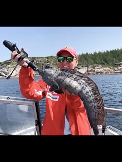 Поймала зубатку; треска чаще мелкая, но виды держат настроение на уровне