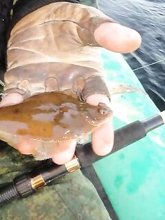 Камбала приловом в Никольской губе, волочение по дну на пескожиля