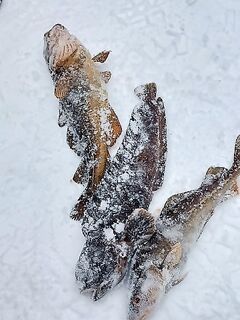 Праздник рыбалки в Чупе: треска, зубатка, уха на костре; дежурил с ГИМС МЧС