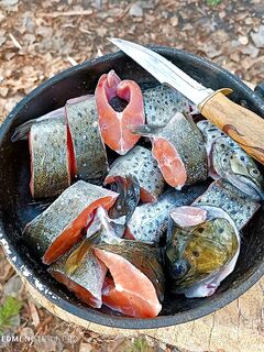 Первая уха 2023, две рыбки на Kuusamo Muikku под ряпушку — по дороге в избу