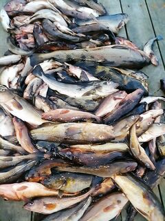 Вечерняя похожка товарища — многие его тут знают, отчёт по следам