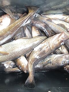 Первый выезд сезона: поклёвки есть, размер скромный, но начало положено