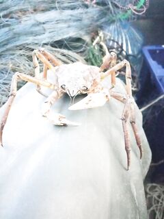 Крабы в сетках у местных: размер мелкий, но попадаются регулярно