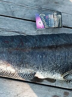 Причал у яхт: гостей вытащил на воду, тресочки есть, бонус — «чудо» на 2 кг на вертикалку